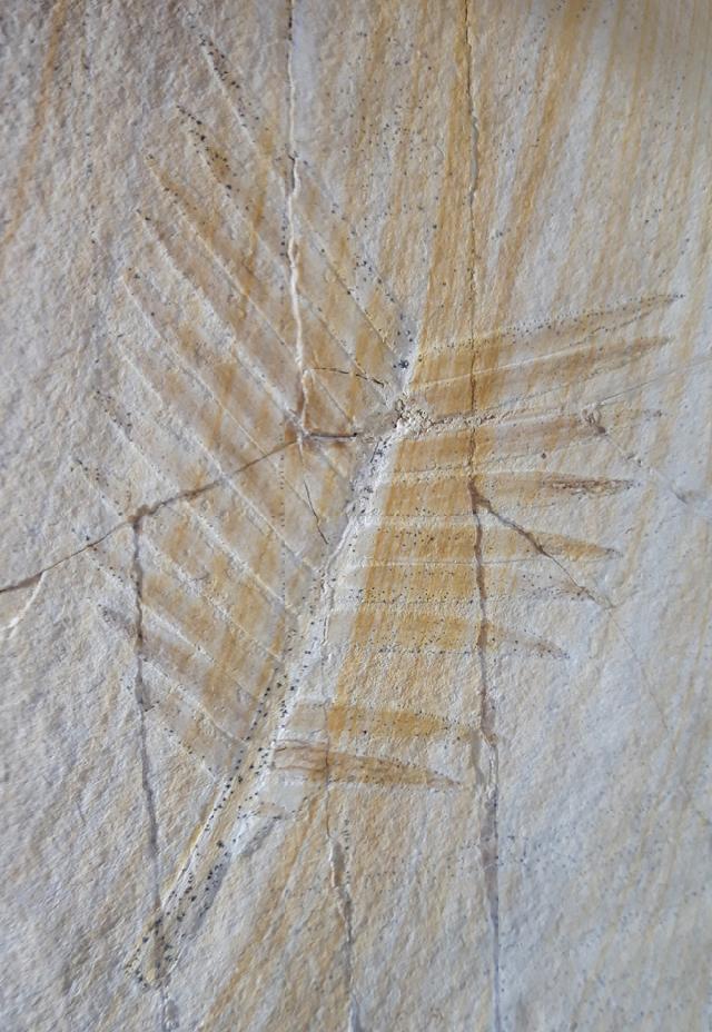 Zamites feneonis BRONGNIART - Bild &copy; FossNet FossilienStore